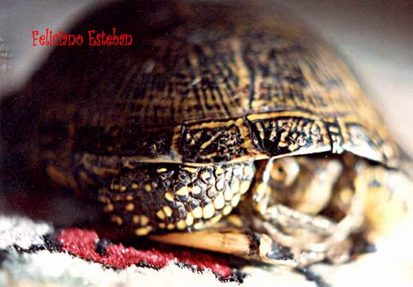 Emys orbicularis (1) hembra.jpg