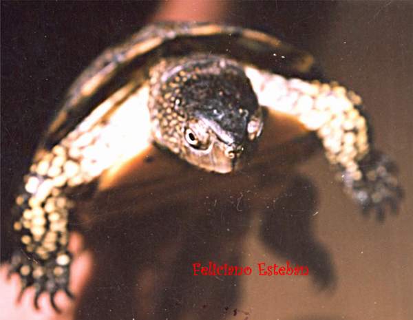 Emys orbicularis (2) macho.jpg
