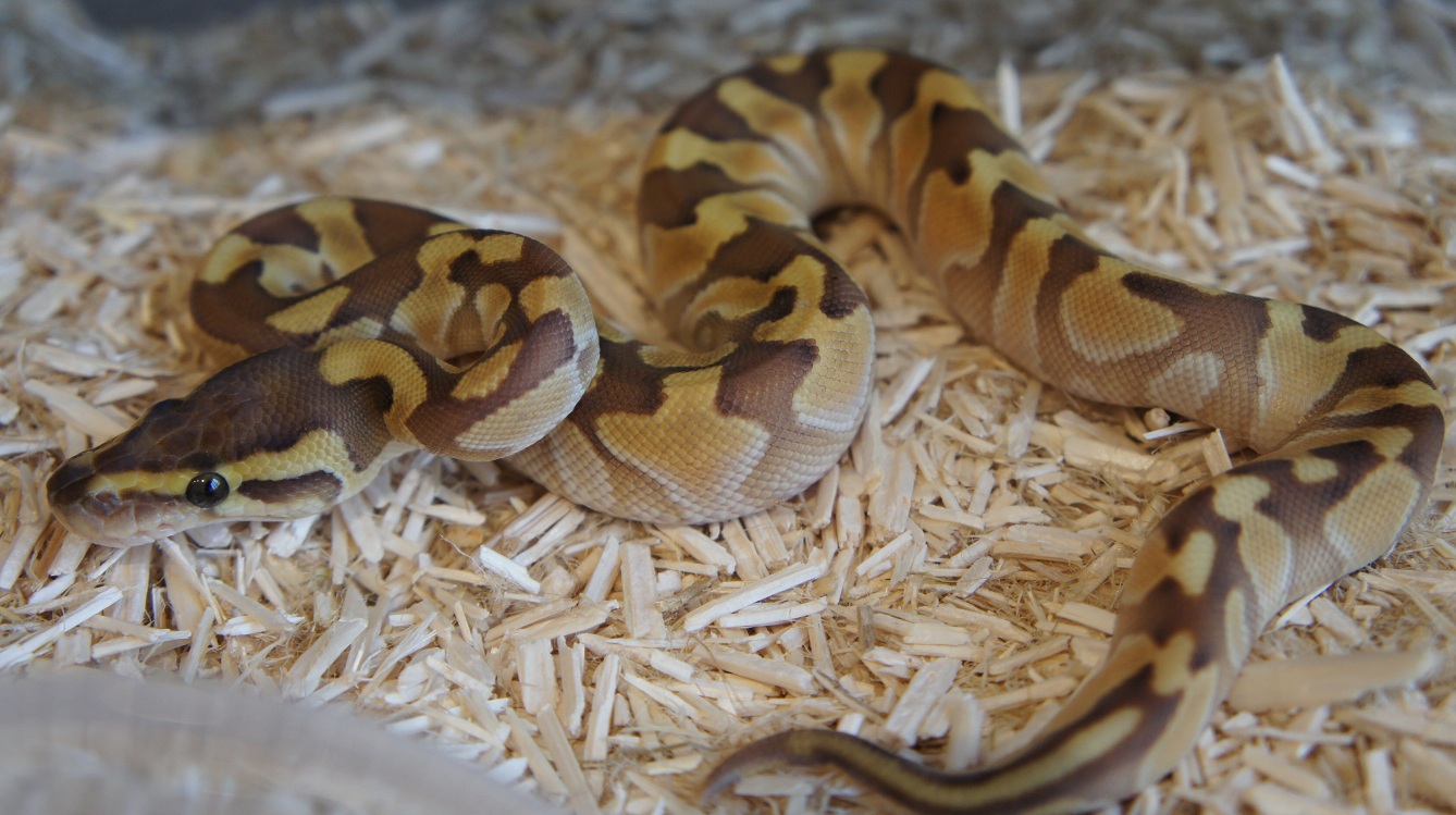 enchi butter 0,1.JPG