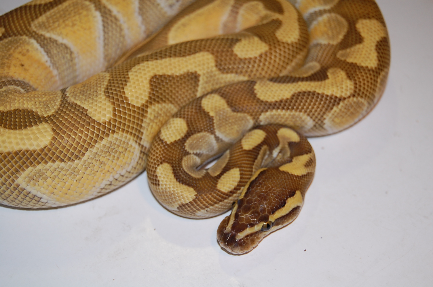 enchi butter 27-7-2010...JPG