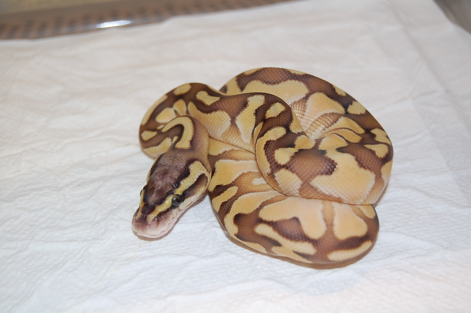 Enchi Butter Pastel 2011 Hembra (2).JPG