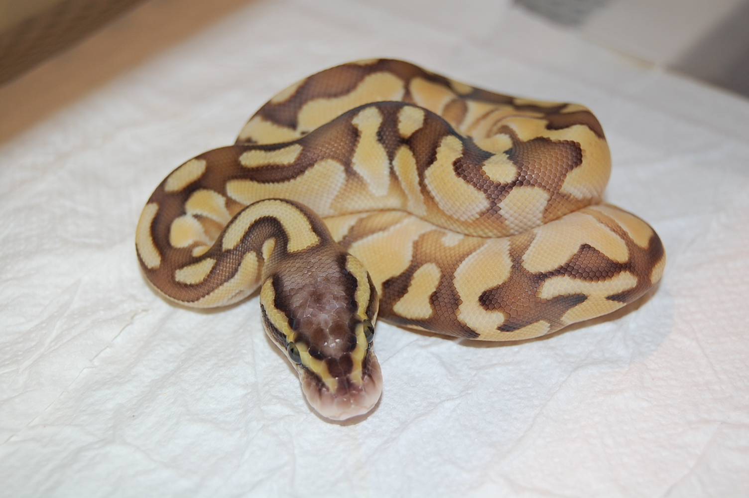 Enchi Butter Pastel 2011 Hembra (4).JPG