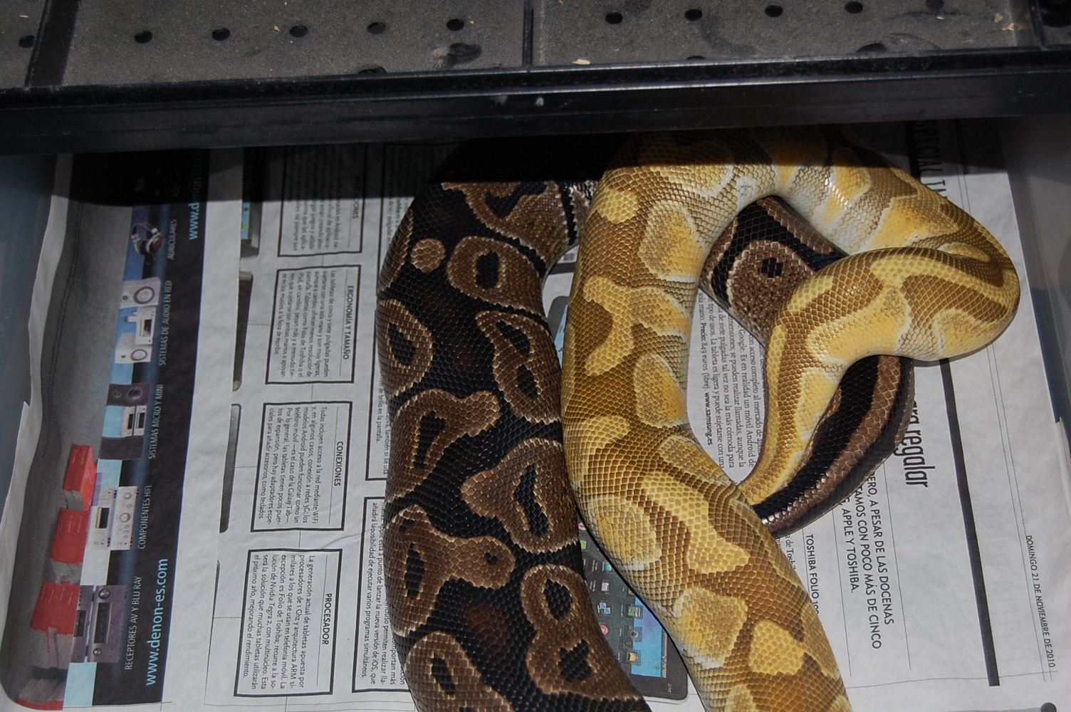 enchi butter x normal 8 (2).JPG