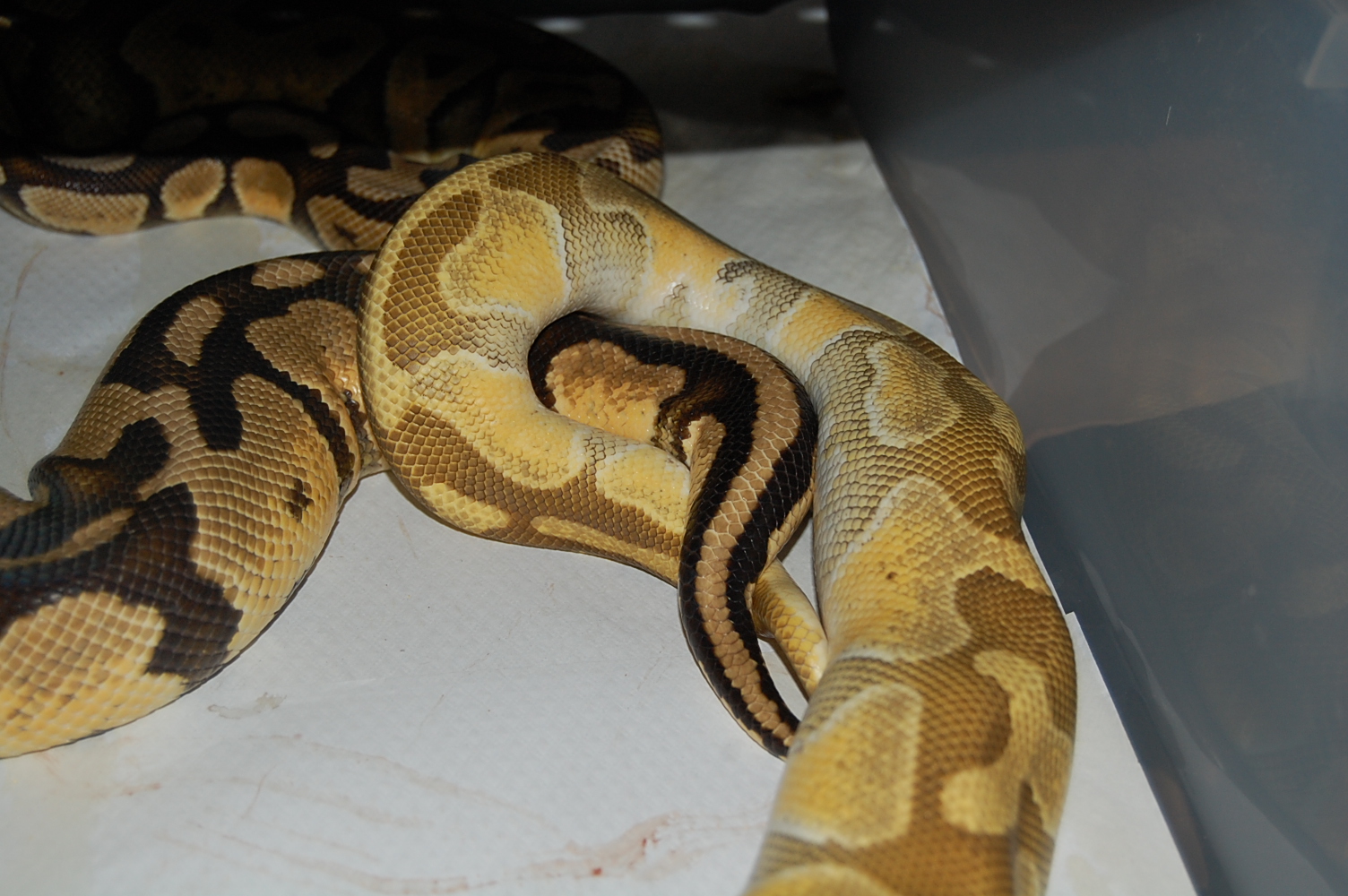 enchi butter X pastel (2).JPG