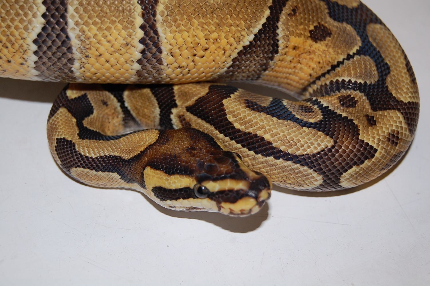 enchi hembra (3).JPG