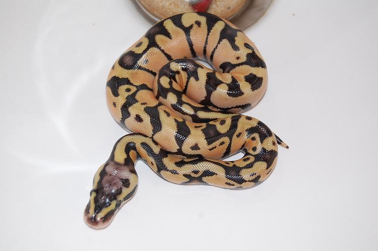 Enchi pastel.jpg