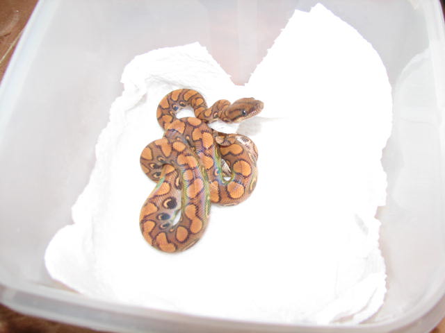 epicrates cenchria cenchria.JPG