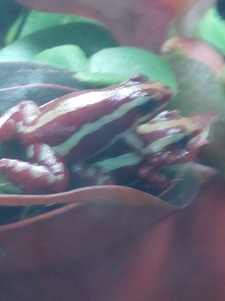 Epipedobates Anthonyi "Santa Isabel"