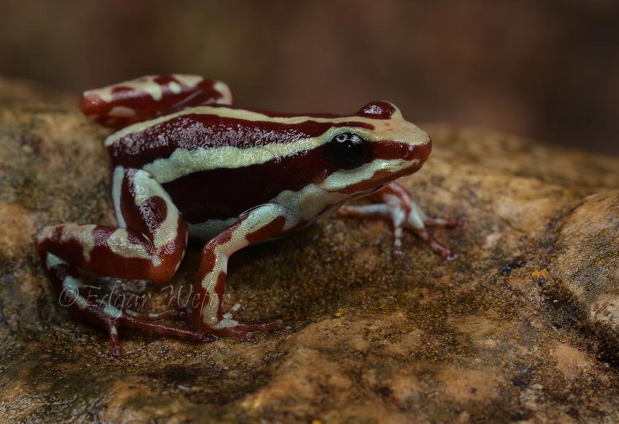 Epipedobates tricolor (17) fb.jpg