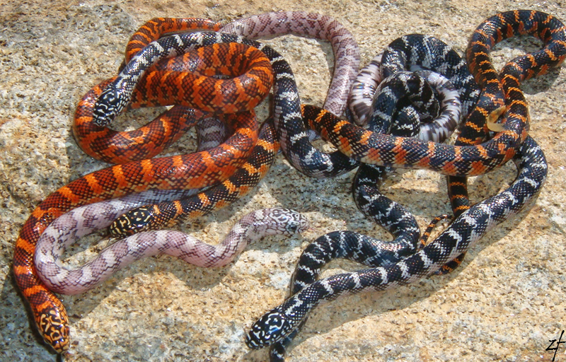 Erytheristic (het Anery & "Pumpkin") X "Pumpkin" (het Anery)