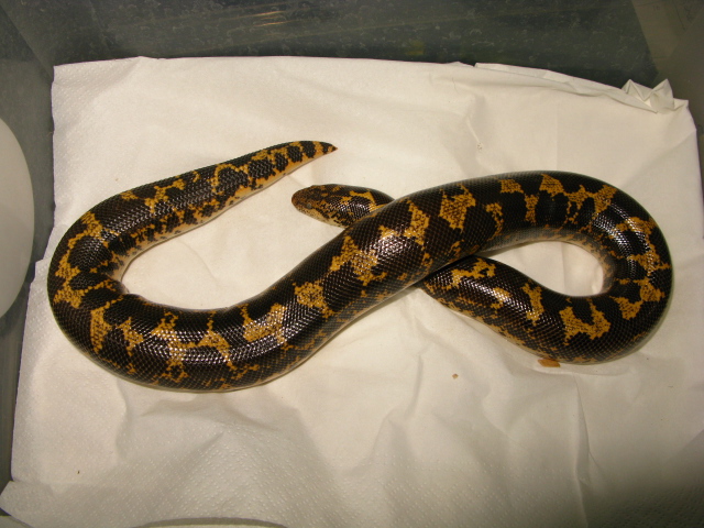 Eryx colubrinus, hembra