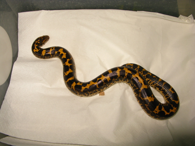 Eryx colubrinus, macho