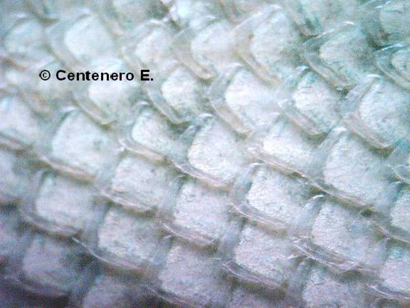 escamas ventrales S. torquatus.jpg