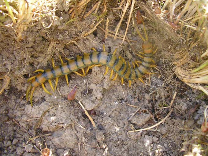 Escolopendra.jpg