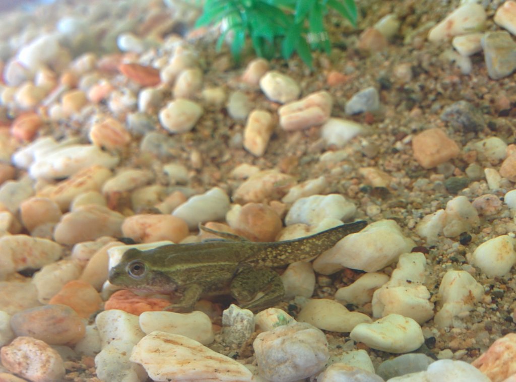 Especie a identificar