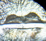 Espermateca brachypelma albopilosa.jpg