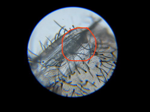 espermateca Brachypelma boehmei.jpg