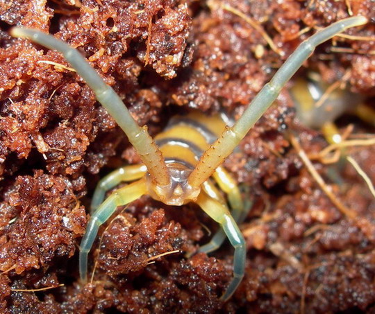 espinas s. alternans.jpg