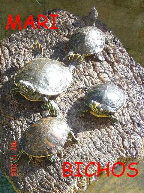 estanque reforma 004.jpg