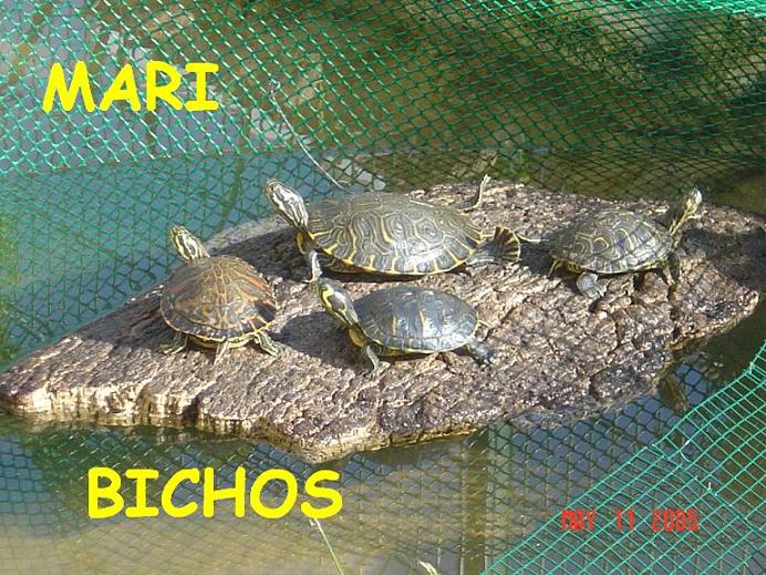 estanque reforma 007.jpg