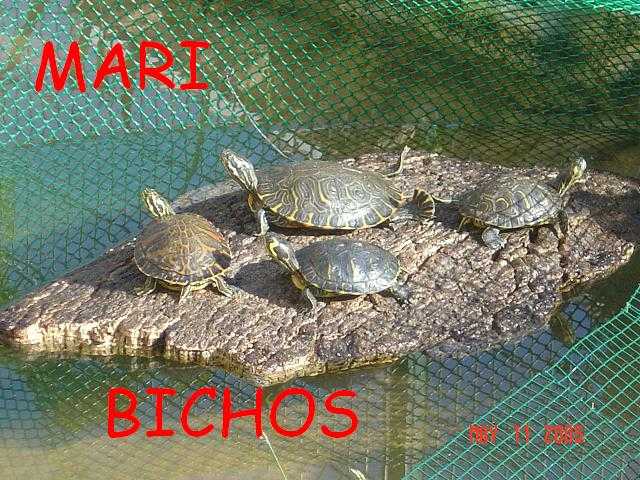 estanque reforma 007.jpg