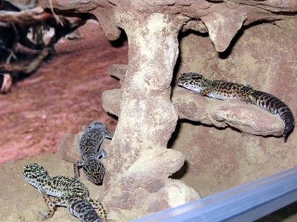 Euble hembras 03.jpg