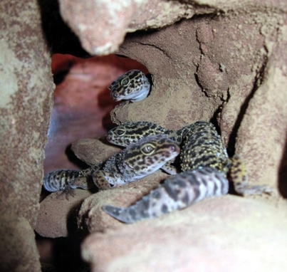 Euble hembras 04.jpg