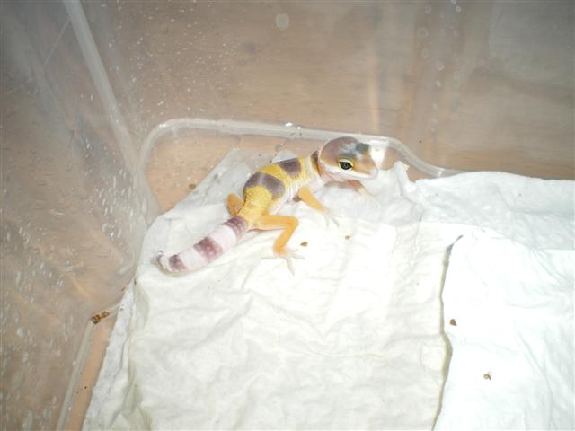 Eublepharis Maig 2009 024 (Small).jpg