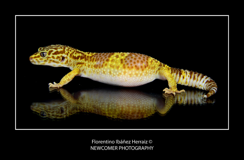 Eublepharis Mascularius