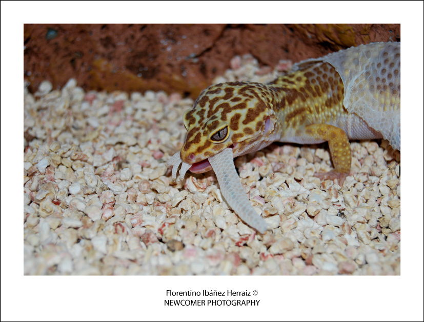 Eublepharis Mascularius