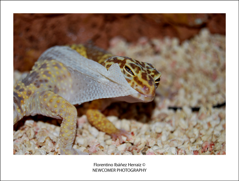 Eublepharis Mascularius