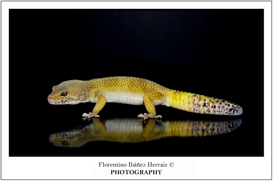 Eublepharis Mascularius