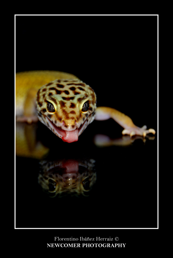 Eublepharis Mascularius