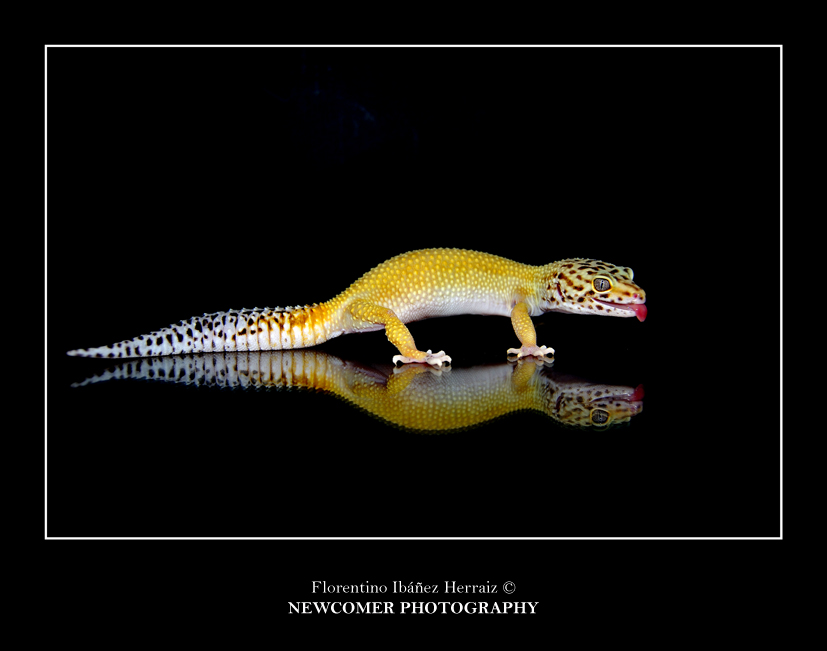 Eublepharis Mascularius