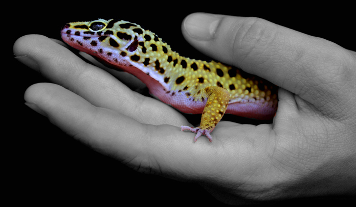 Eublepharis Mascularius