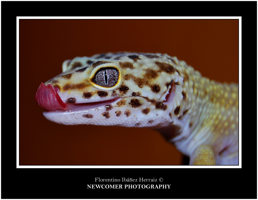 Eublepharis Mascularius