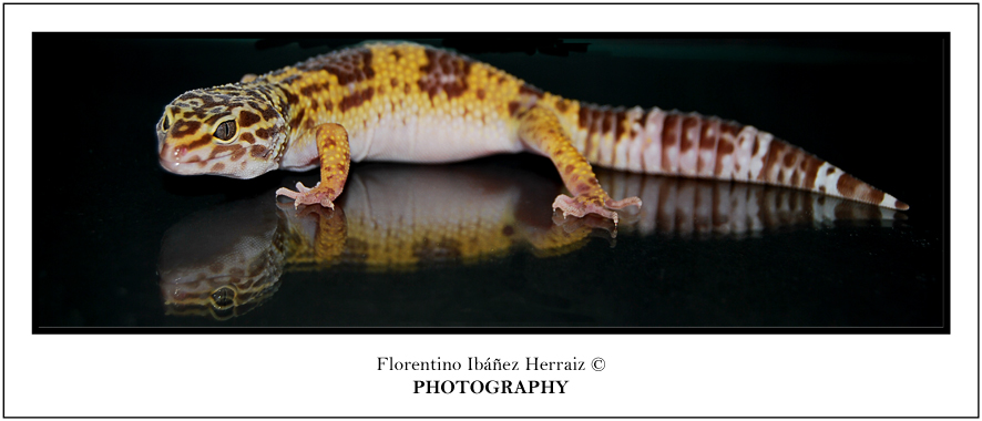 Eublepharis Mascularius