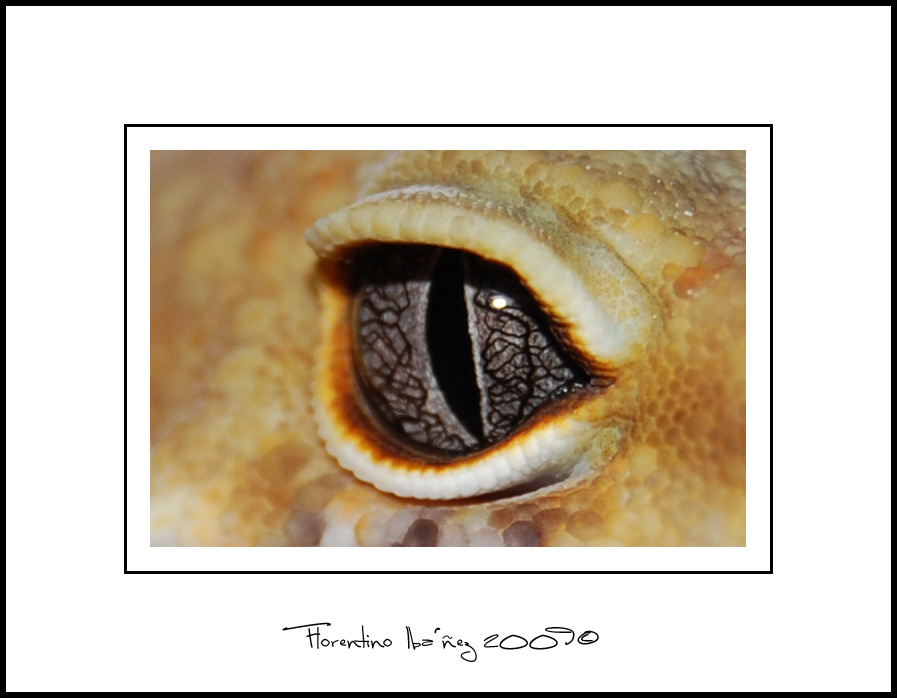 Eublepharis Mascularius