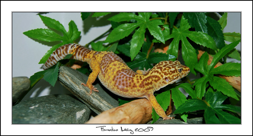 Eublepharis Mascularius