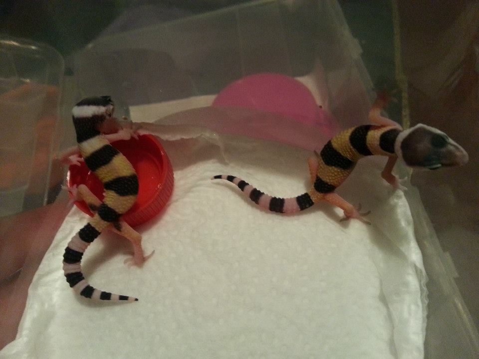 Eublepharis turcmenicus