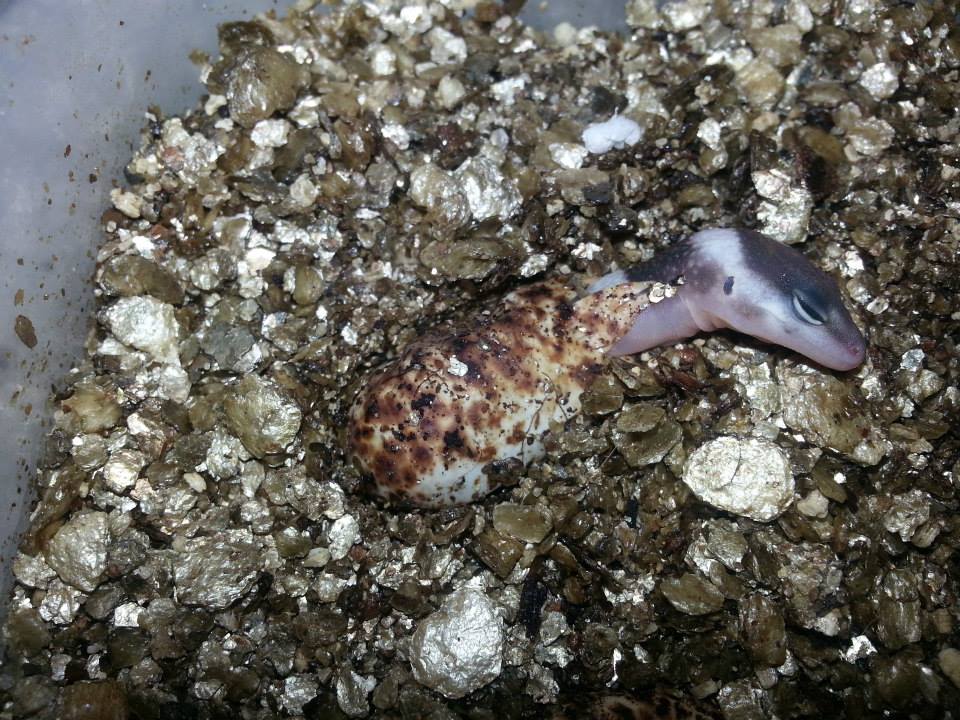 Eublepharis turcmenicus