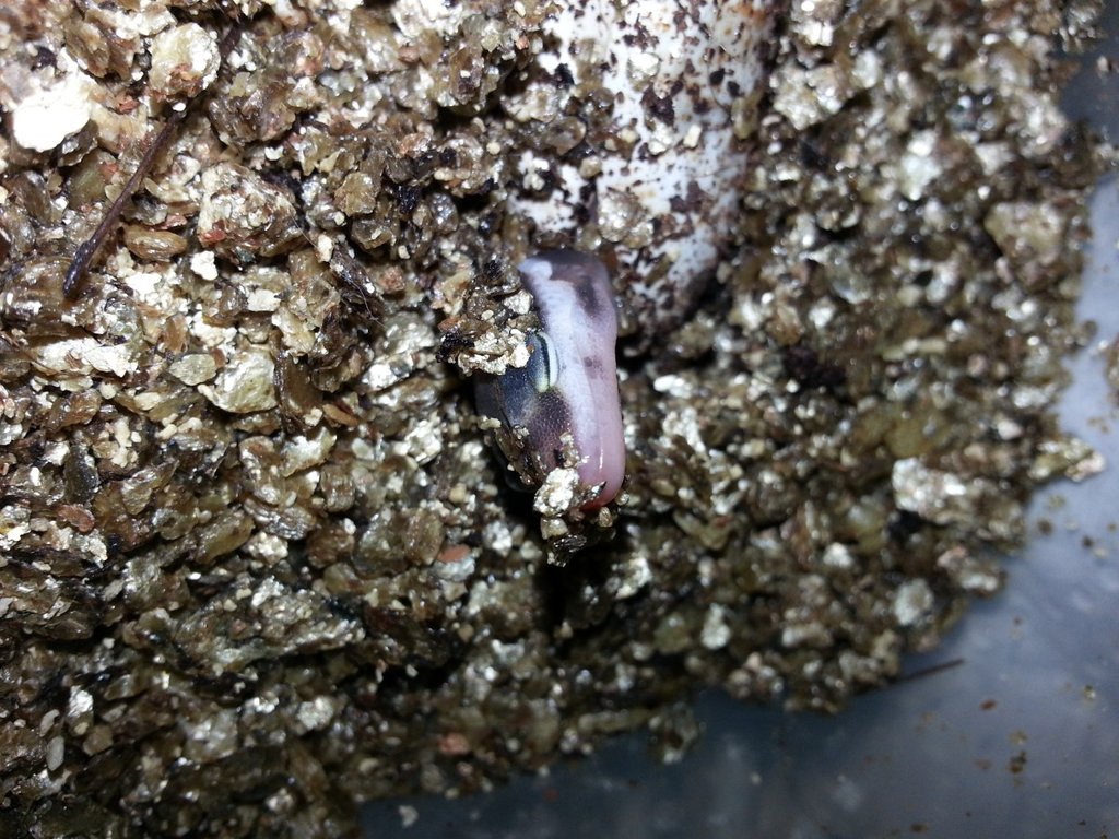 Eublepharis turcmenicus