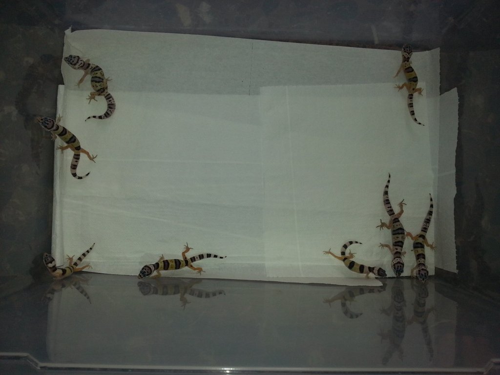 Eublepharis turcmenicus