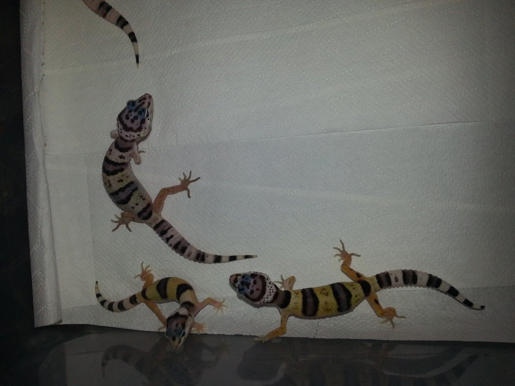 Eublepharis turcmenicus