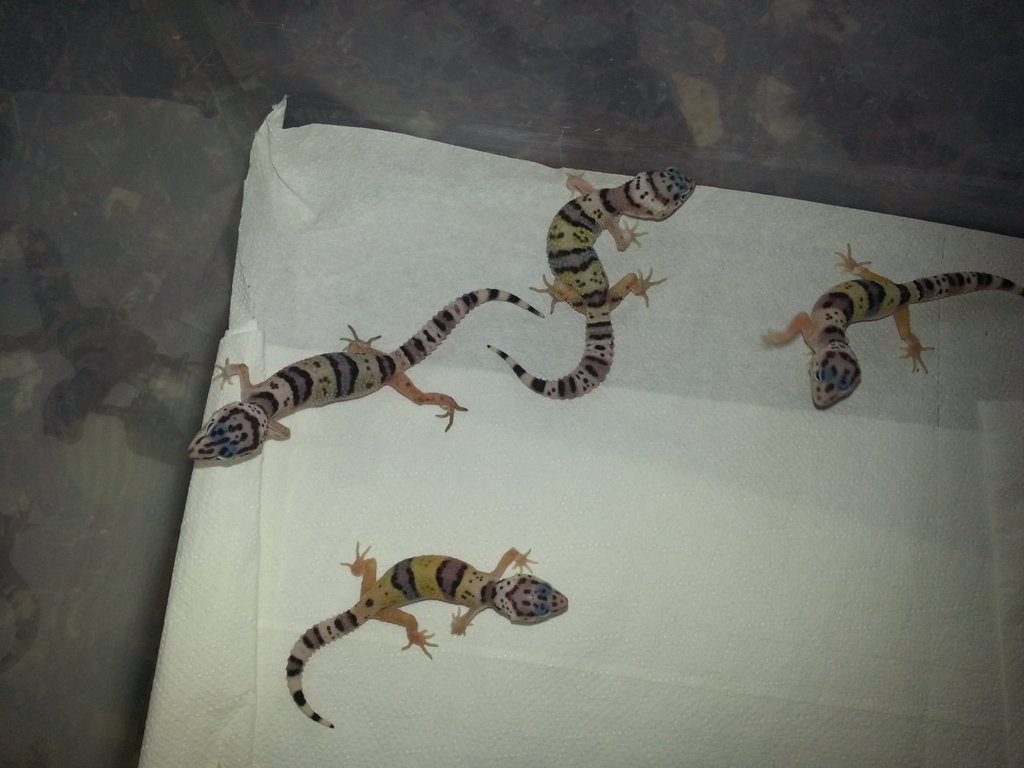 Eublepharis turcmenicus