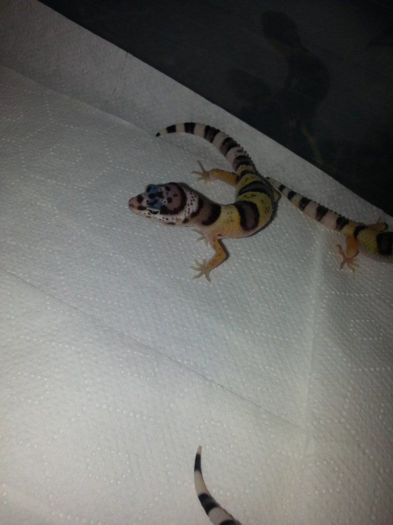 Eublepharis turcmenicus