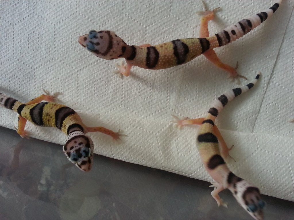 Eublepharis turcmenicus