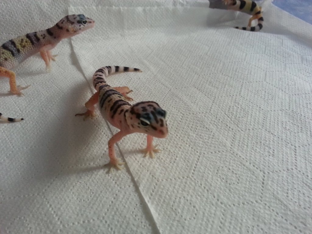 Eublepharis turcmenicus