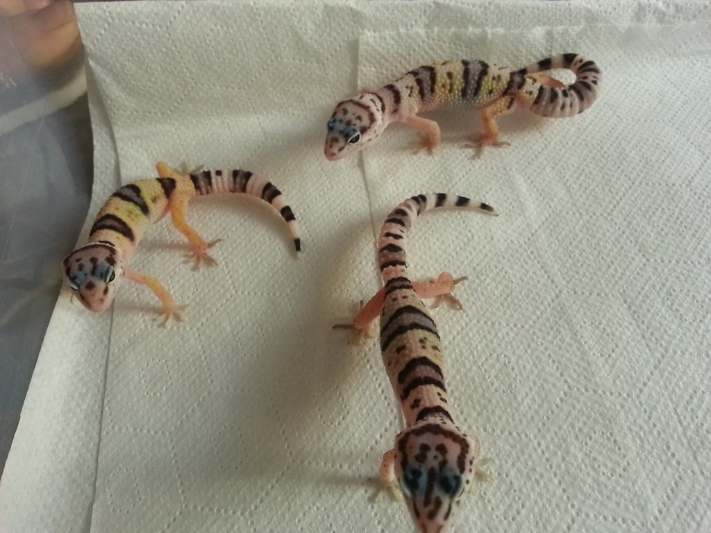 Eublepharis turcmenicus