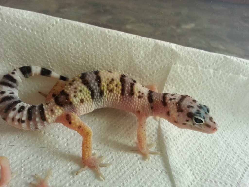 Eublepharis turcmenicus